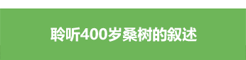 400년 된 뽕나무가 들려주는 이야기